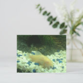 Francis the albino catfish briefkaart (Staand voorkant)