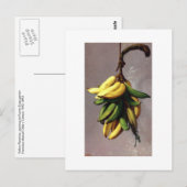 Francisco Oller Platanos Amarillos Briefkaart (Voorkant / Achterkant)