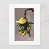 Francisco Oller Platanos Amarillos Briefkaart (Voorkant)