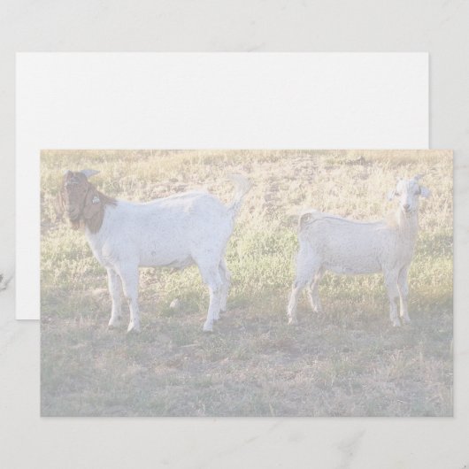 Franco en Friend Briefpapier (Voorkant / Achterkant)