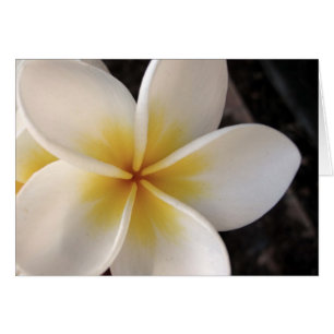 Frangipani