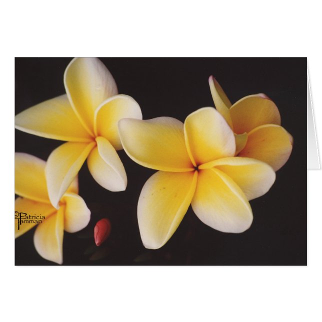 Frangipani (Voorkant Horizontaal)
