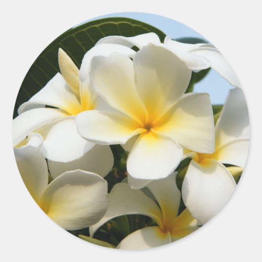 Frangipani Bliss Ronde Sticker (Voorkant)