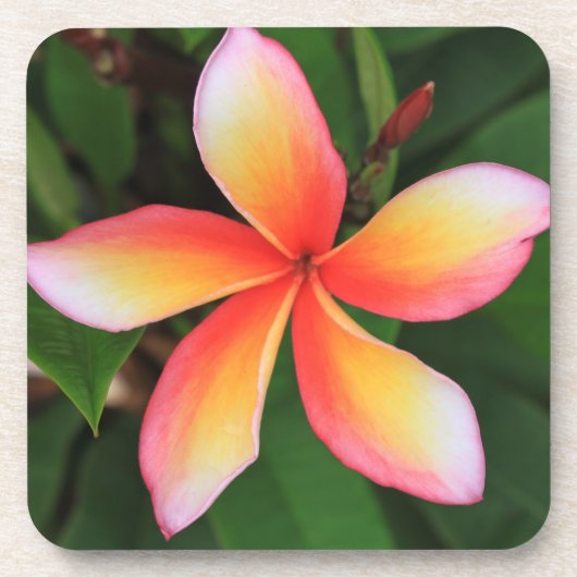 Frangipani-bloem Bier Onderzetter (Voorkant)