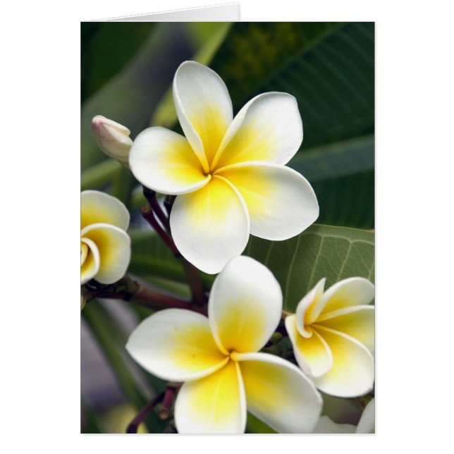 Frangipani bloem Cook Eilanden (Voorkant)