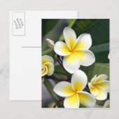 Frangipani bloem Cook Eilanden Briefkaart (Voorkant / Achterkant)