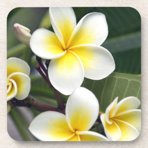 Frangipani bloem Cook Eilanden Drankjes Onderzetter