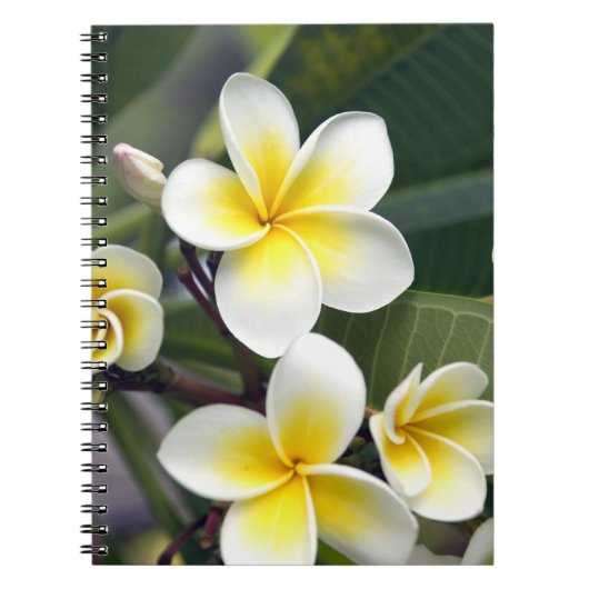 Frangipani bloem Cook Eilanden Notitieboek (Voorkant)