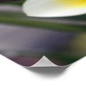 Frangipani bloem Cook Eilanden Poster (Hoek)