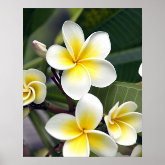 Frangipani bloem Cook Eilanden Poster (Voorkant)