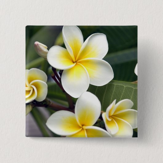 Frangipani bloem Cook Eilanden Vierkante Button 5,1 Cm (Voorkant)