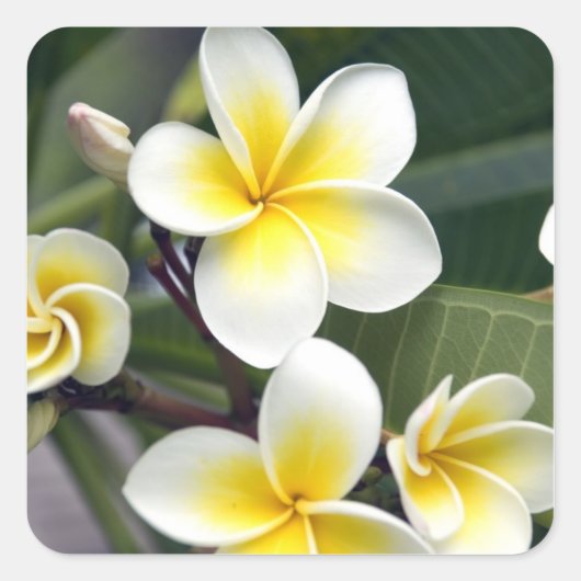 Frangipani bloem Cook Eilanden Vierkante Sticker (Voorkant)