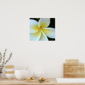 Frangipani-bloem Poster (Keuken)