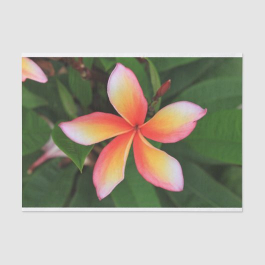 Frangipani-bloem Tissuepapier (Voorkant)