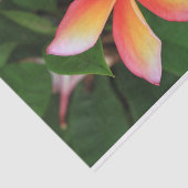 Frangipani-bloem Tissuepapier (Detail)