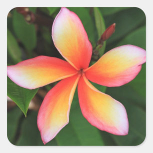 Frangipani-bloem Vierkante Sticker