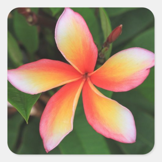 Frangipani-bloem Vierkante Sticker (Voorkant)