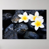 Frangipani-bloemen Poster (Voorkant)