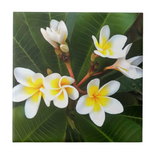 Frangipani Blossom Cluster Artistieke stijl Tegeltje