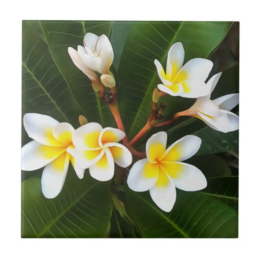 Frangipani Blossom Cluster Artistieke stijl Tegeltje (Voorkant)