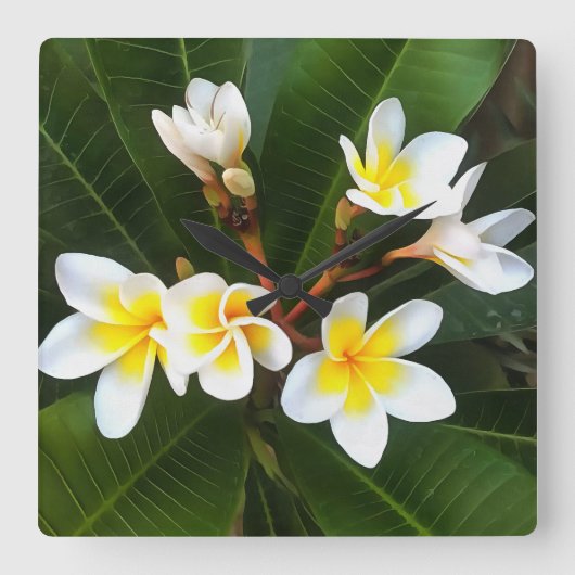Frangipani Blossom Cluster Artistieke stijl Vierkante Klok (Voorkant)