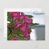 Frangipani Blossom van de baai Briefkaart (Voorkant / Achterkant)