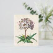 Frangipani  Botanisch Briefkaart (Staand voorkant)
