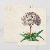 Frangipani  Botanisch Briefkaart (Voorkant / Achterkant)