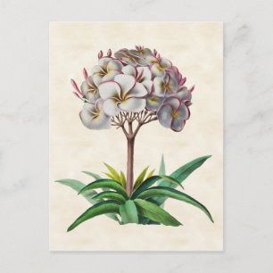 Frangipani  Botanisch Briefkaart