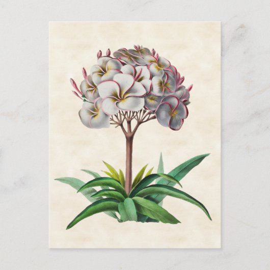 Frangipani  Botanisch Briefkaart (Voorkant)