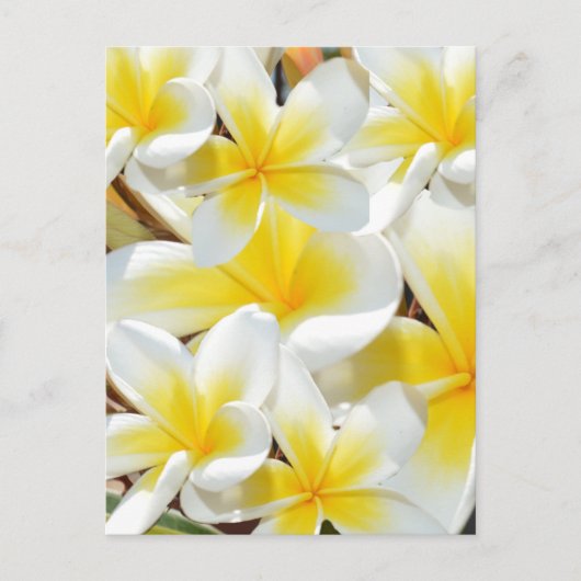 Frangipani Bouquet, Briefkaart (Voorkant)