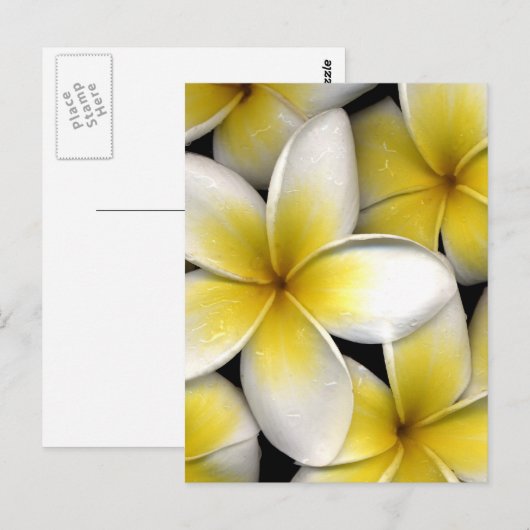 Frangipani Briefkaart (Voorkant / Achterkant)