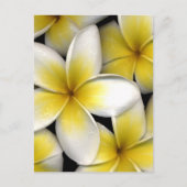 Frangipani Briefkaart (Voorkant)