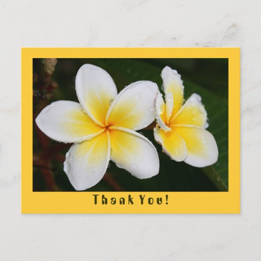 Frangipani Briefkaart (Voorkant)