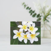 Frangipani Briefkaart (Staand voorkant)