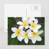 Frangipani Briefkaart (Voorkant / Achterkant)