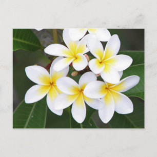 Frangipani Briefkaart