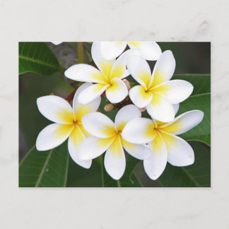 Frangipani Briefkaart