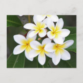 Frangipani Briefkaart (Voorkant)