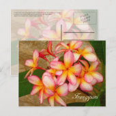 Frangipani Briefkaart (Voorkant / Achterkant)