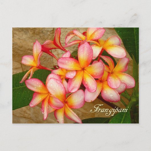 Frangipani Briefkaart (Voorkant)