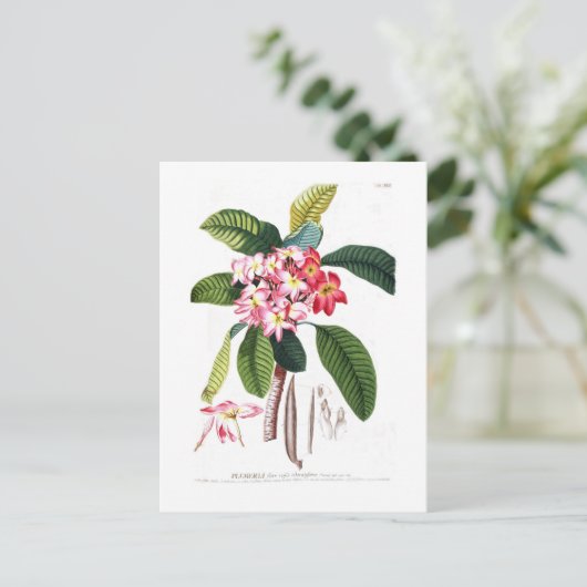 Frangipani Briefkaart (Staand voorkant)