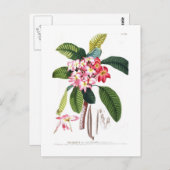 Frangipani Briefkaart (Voorkant / Achterkant)