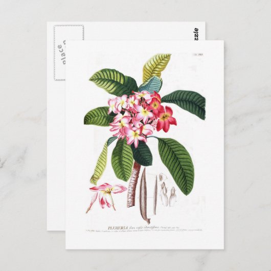 Frangipani Briefkaart (Voorkant / Achterkant)