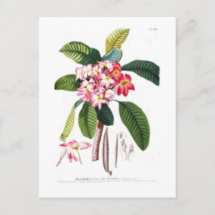 Frangipani Briefkaart