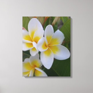 Frangipani Canvas Afdruk