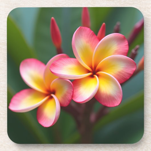 Frangipani Dwarf Tri Color Delight Bier Onderzetter (Voorkant)