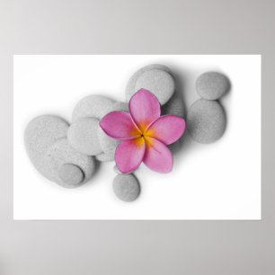 Frangipani en Pebbles Poster