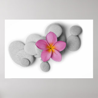 Frangipani en Pebbles Poster