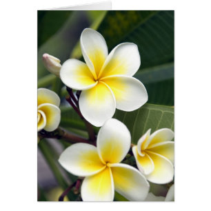 Frangipani flower Cookeilanden